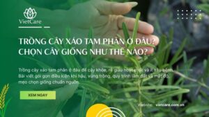 Trồng cây xáo tam phân ở đâu