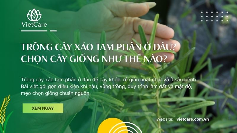 Trồng cây xáo tam phân ở đâu