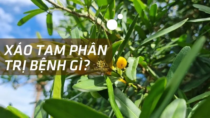 Xáo tam phân trị bệnh gì? Cách sử dụng như thế nào?