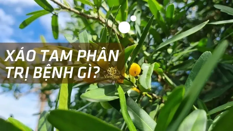 Xáo tam phân trị bệnh gì? Cách sử dụng như thế nào?