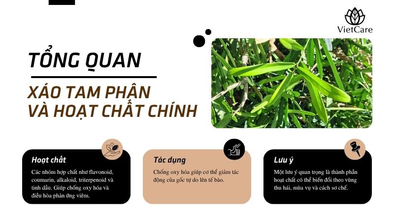 Xáo tam phân trị bệnh gì, tổng quan xáo tam phân và các nhóm hoạt chất chính