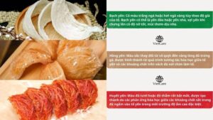 Các loại yến sào hiện nay