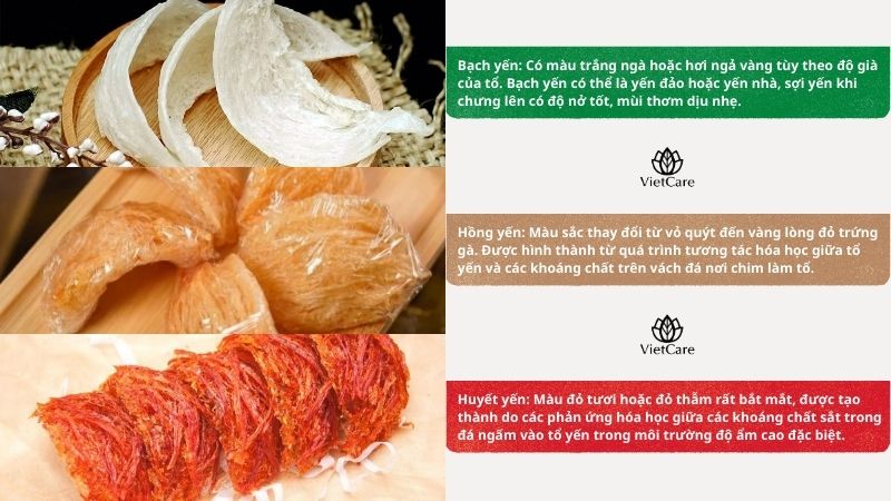 Các loại yến sào hiện nay