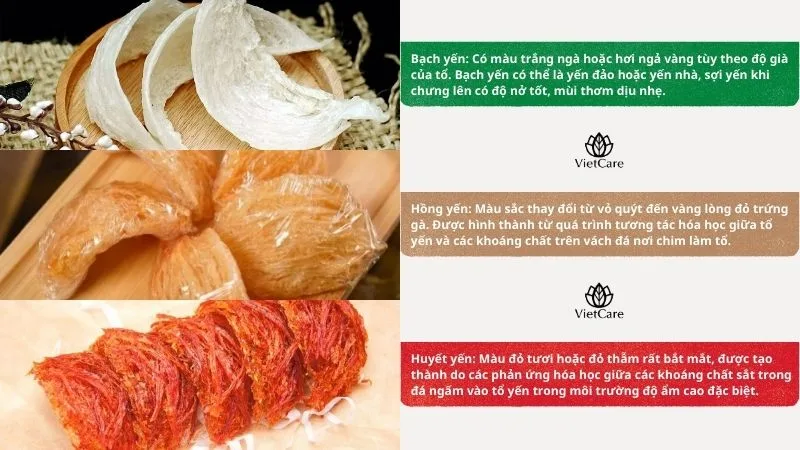 Các loại yến sào hiện nay