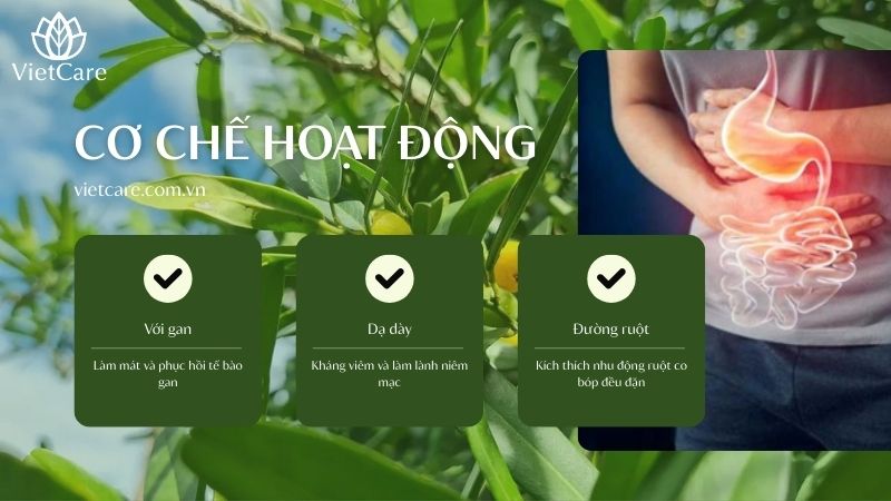 Xáo tam phân hỗ trợ tiêu hóa theo cơ chế nào?