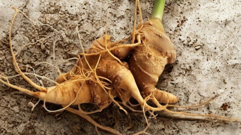 Giá Sâm Ngọc Linh