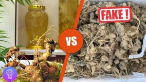 Cách phân biệt sâm Ngọc Linh thật giả chuẩn xác qua mùi vị