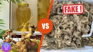 Cách phân biệt sâm Ngọc Linh thật giả chuẩn xác qua mùi vị