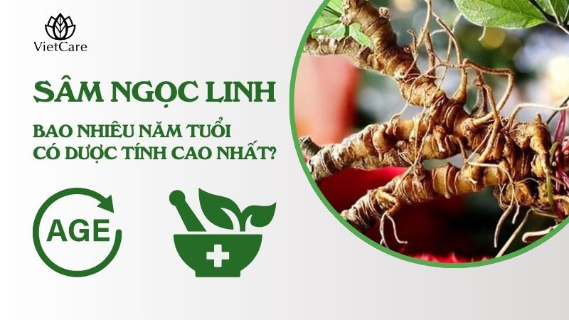 Sâm Ngọc Linh bao nhiêu năm tuổi