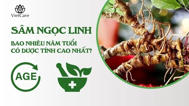Sâm Ngọc Linh bao nhiêu năm tuổi
