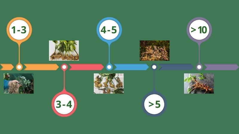 Cột mốc sâm Ngọc Linh bao nhiêu năm tuổi bắt đầu có giá trị y học