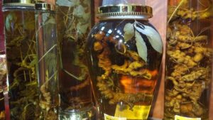 Sâm Ngọc Linh ngâm rượu bao lâu thì uống được?