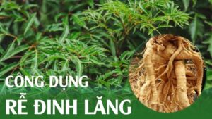 Rễ đinh lăng: Công dụng và đối chiếu với các thảo dược khác