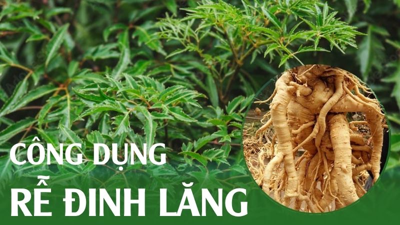 Rễ đinh lăng: Công dụng và đối chiếu với các thảo dược khác