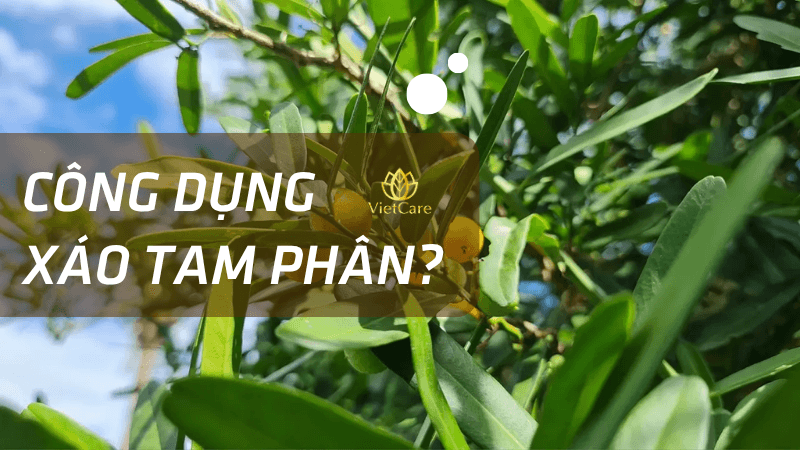Các công dụng sức khỏe từ dược liệu Xáo Tam Phân